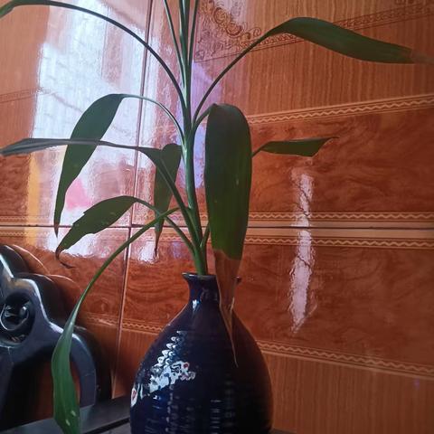 节节高（高一六班 陈伟健）