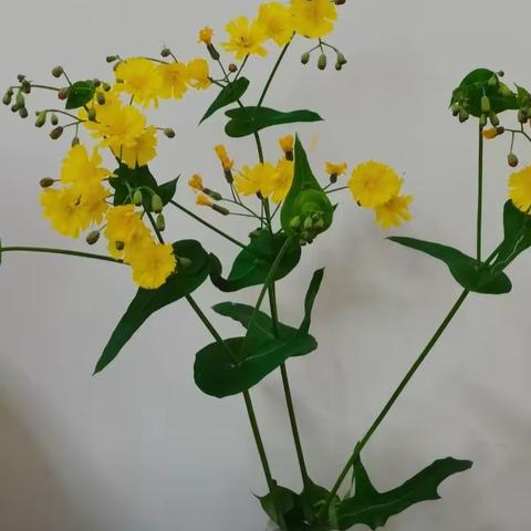 菊隐士（高一六班 陈伟健）