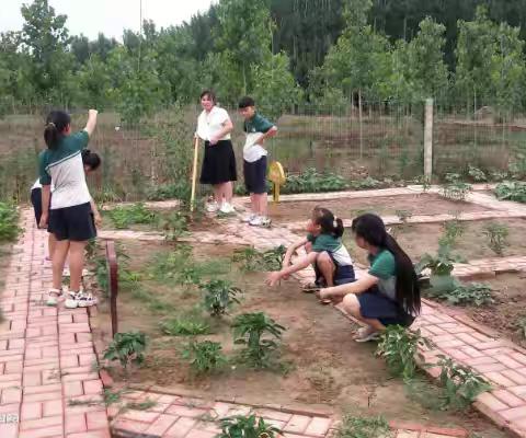 西段乡中心小学劳动实践活动纪实