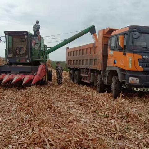 大豆、玉米双丰收