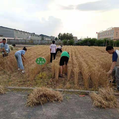 割麦子，体验农事———刘官庄镇中心小学劳动教育