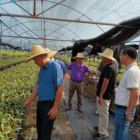 县政协主席谢志军一行到乌烈镇调研村集体产业兰花种植发展情况