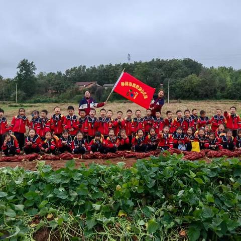 秋意里的小“薯”光—莫愁湖幼儿园大六班挖薯秋游记
