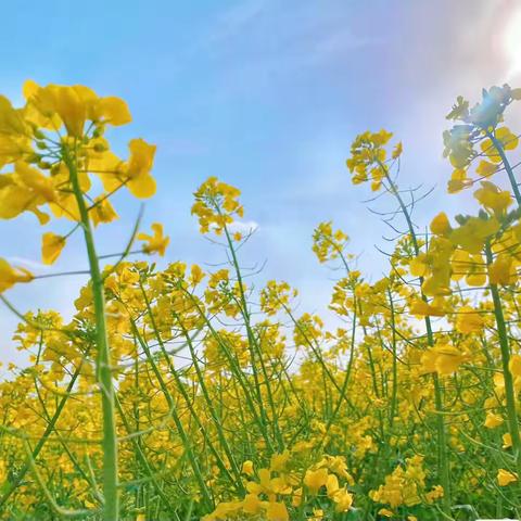 金花织景 菜油飘香—宗泽小学彩虹中队假日小队榨菜籽油活动