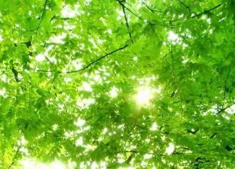 匠心执教展风采   同心共赏满庭芳——经开二小语文评优课纪实
