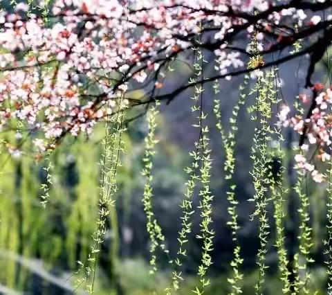 阳春三月，奋斗正当时——马伸桥镇小学语文中心组李宝雪月总结（十二）