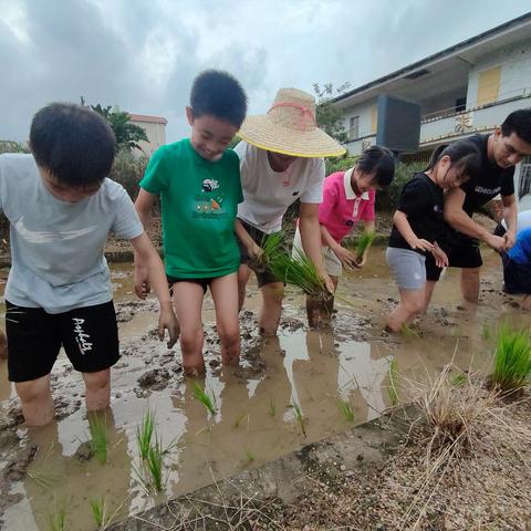 晚稻插秧忙，劳动促成长。--记白石小学2024年晚稻插秧活动