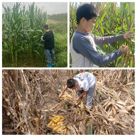 【精细化管理|劳·育青禾】雨润田间，“粮”心实践——济阳街道中心小学五年级五班劳动教育