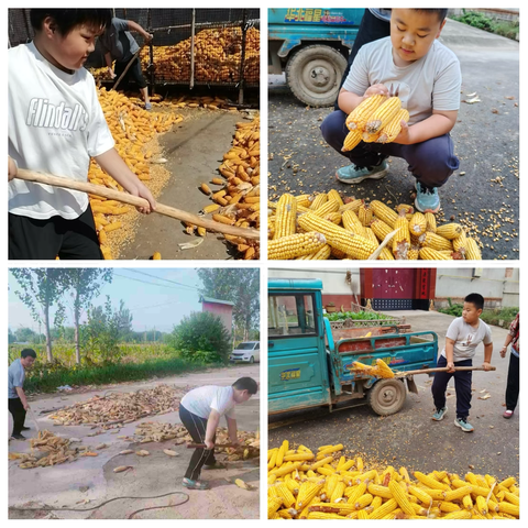 【精细化管理|劳·育青禾】风雨无阻，“玉”见丰收——济阳街道中心小学四年级劳动教育