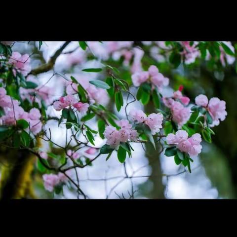 【明德·教研】 春雨绵绵 花开一路芬芳