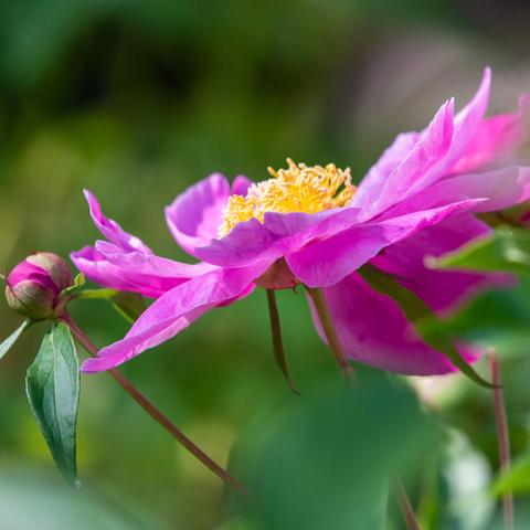 五月花神——芍药