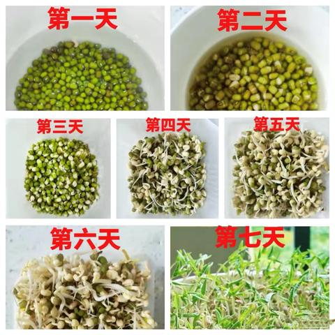 投之以“豆” 报之以“芽”——双明小学四年级小学生8天见证生命奇迹