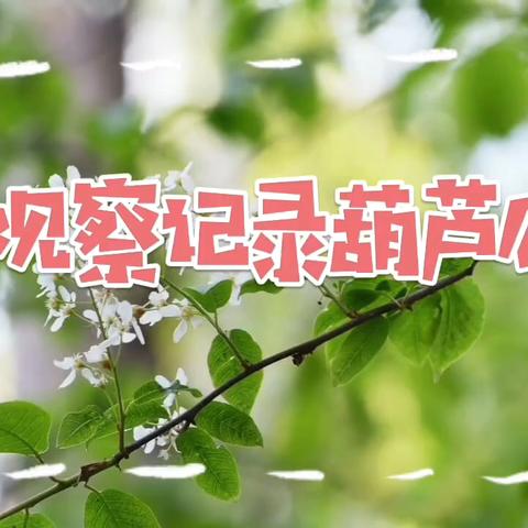 亲子植物观察记录小视频 ‍合集（二）