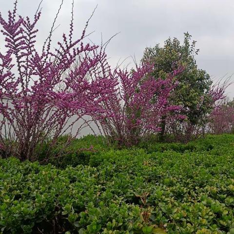 【扶台小学】🌺🌺潜心育人润无声 班会赛课展风采—— 班主任主题班会课🌺🌺