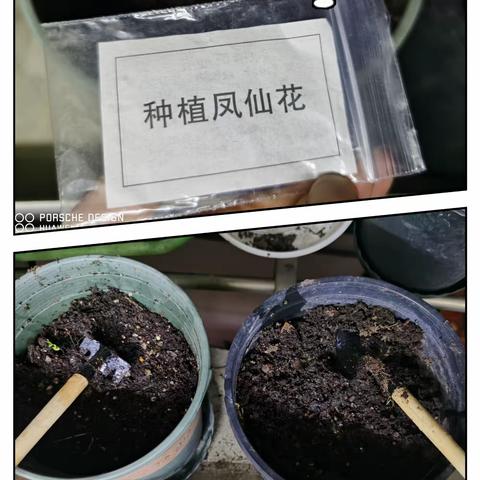 凤仙花的一生