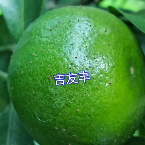 民间偏方，洗洁精打柑橘红蜘蛛靠谱吗？效果和安全性如何？