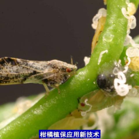 蔡老师讲堂|柑橘木虱的防治