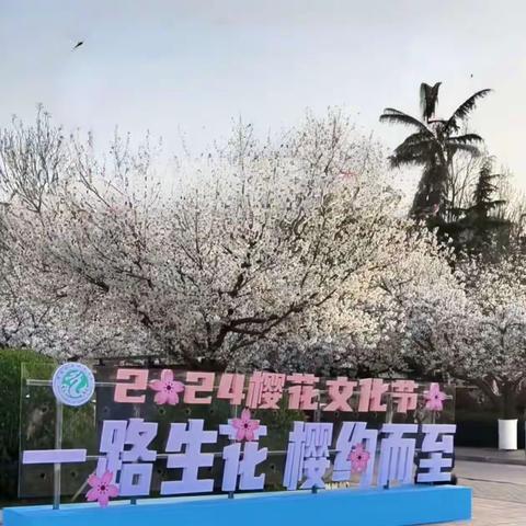 又见濮大樱花节