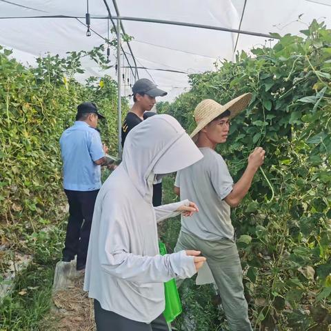 琼海市农产品质量安全检验检测中心 2024年胶体金农残检测工作简报