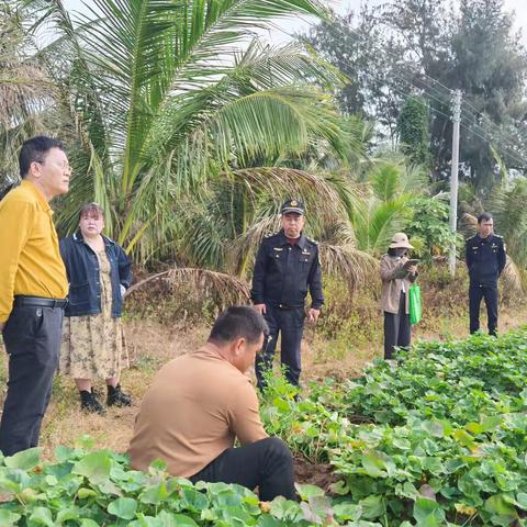 琼海市农业农村局开展甘薯质量安全专项监督筑牢农产品安全防线