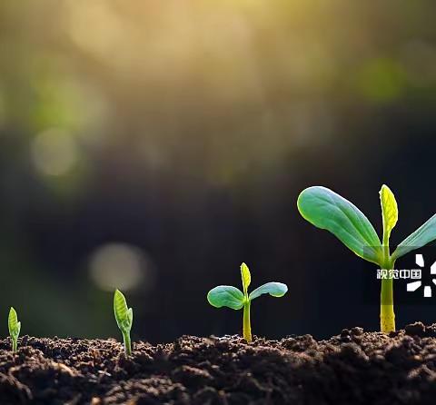 小种植，大收获——明珠幼儿园种植活动