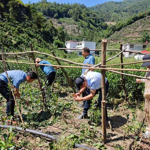 科技特派团助力镇安茶产业高质量发展