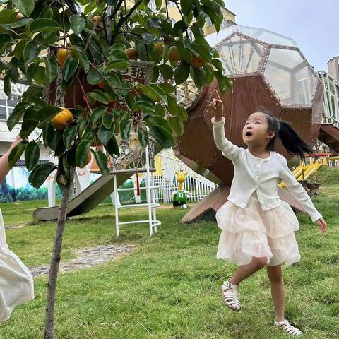 【自然课程】“柿”界真奇妙——伊川县直三幼大班生成课程