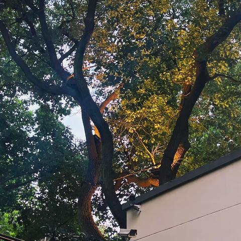 西山小学第八周工作汇报