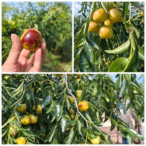 枫丹美术十·一 带你走进滨州，探索文化与自然之旅