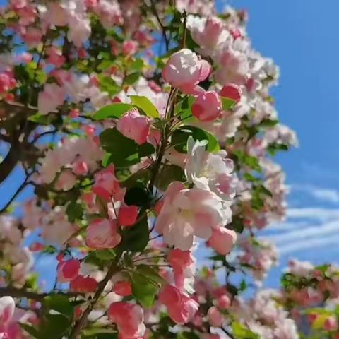 海棠 Malus micromalus 蔷薇科 苹果属    落叶小乔木