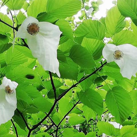 光叶珙桐Davidia involucrata var. vilmoriniana 蓝果树科 珙桐属