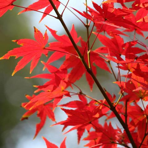 红枫（红叶鸡爪槭）Acer plamatum var. atropurpureum   槭树科