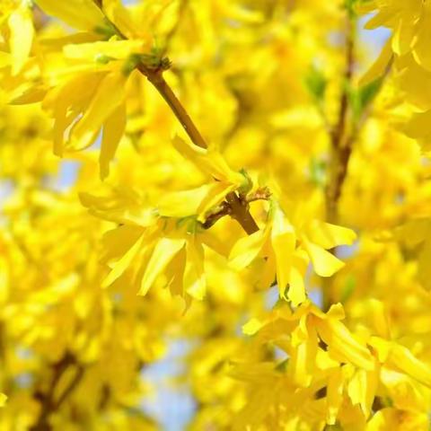 连翘    Forsythia suspensea     木犀科  连翘属    落叶灌木