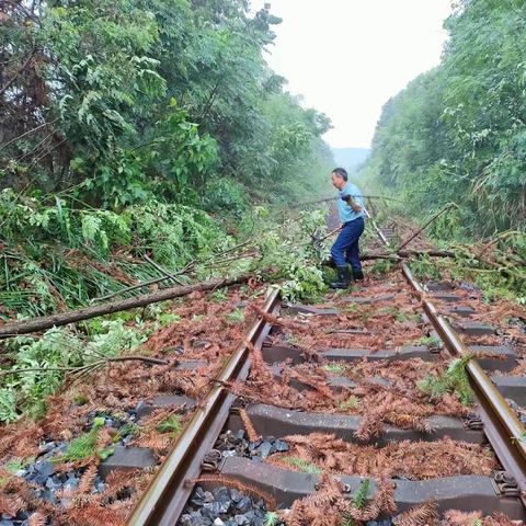 钤阳办清除“危树”保障铁路运行安全