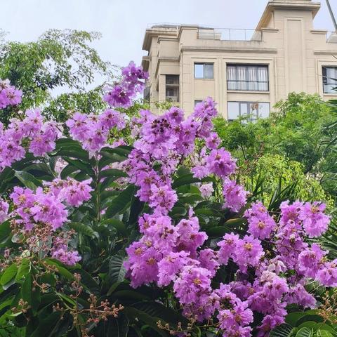 万园物业凤凰水城南岸C区6月工作简报