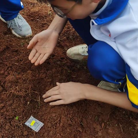 播种太空种子，追逐航天梦——文昌市华侨中学花园农场种植日记