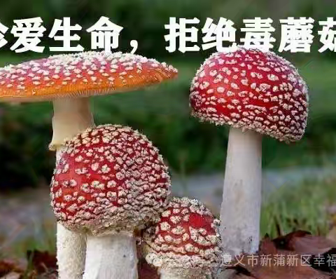 庆岭镇幼儿园大班预防食物中毒——拒绝野生菌、野果、野菜