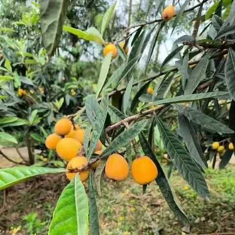 “枇”哩“杷”啦，解锁入夏的味道！——庆岭镇幼儿园大班开展枇杷采摘活动