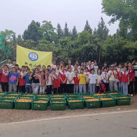 恩阳区柳林镇中心小学第七届枇杷节