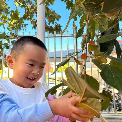 “秋已暮 露成霜”杨宋镇中心幼儿园（仙台园）二十四节气之霜降主题活动