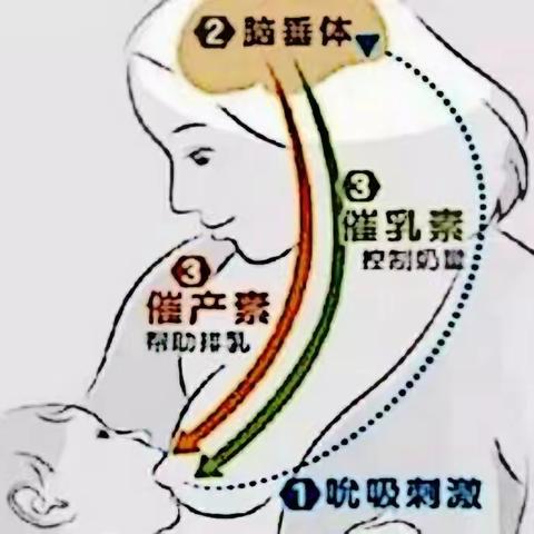 乳汁是如何产生的？