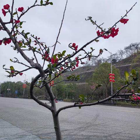 娇艳的海棠花