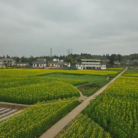 金灿灿的油菜花