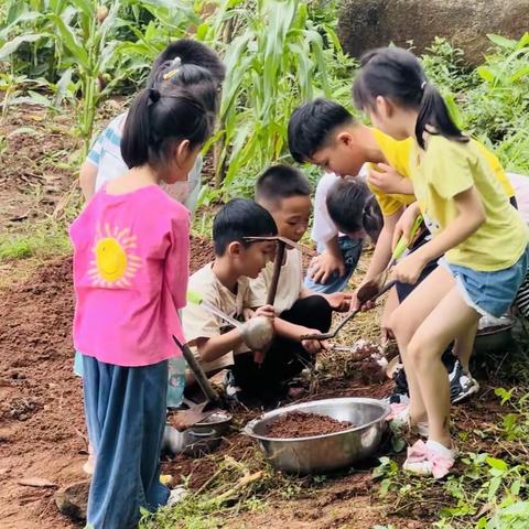 致德幼儿园/实践课/探索植物的奥秘