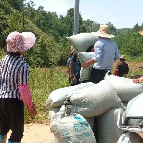 上溪村文明实践站助农夏收稻谷活动纪实