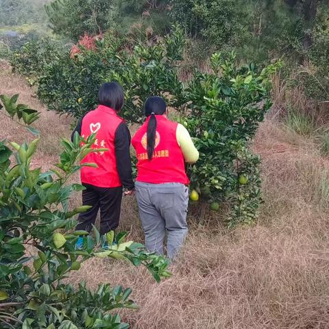 上溪村开展脐橙黄龙病排查行动