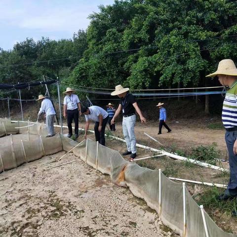 霞洞镇：拆除牛蛙养殖场 净化农村生态环境