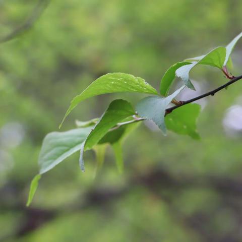 相约春天-记沙坪坝分会月会