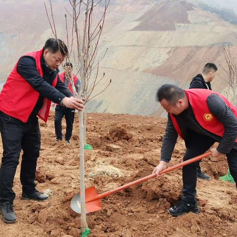 张村镇:又是一年植树忙