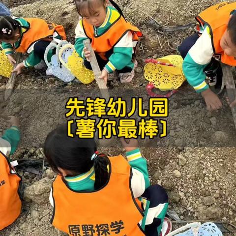 灵川县先锋幼儿园 ‍“‘薯’你最棒“社会实践活动 ‍